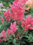 ASTILBE arendsii